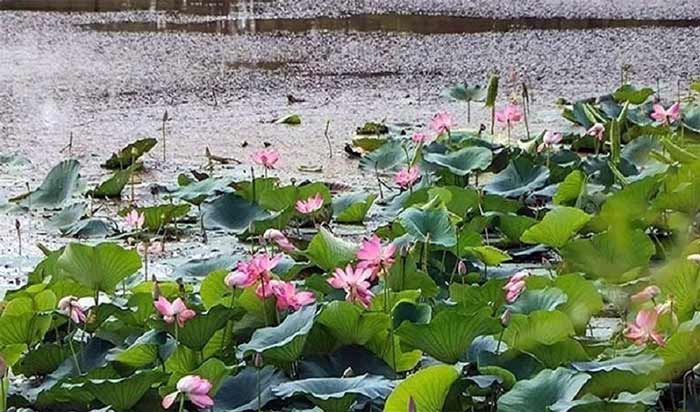 تالاب سوستان لاهیجان