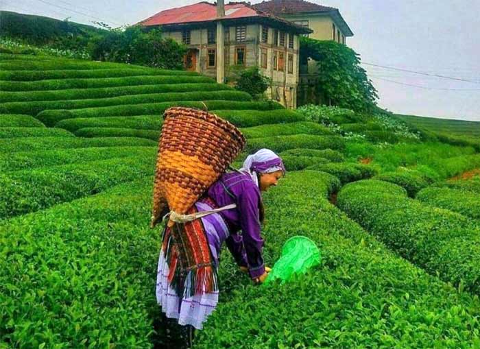 چای‌زارهای لاهیجان